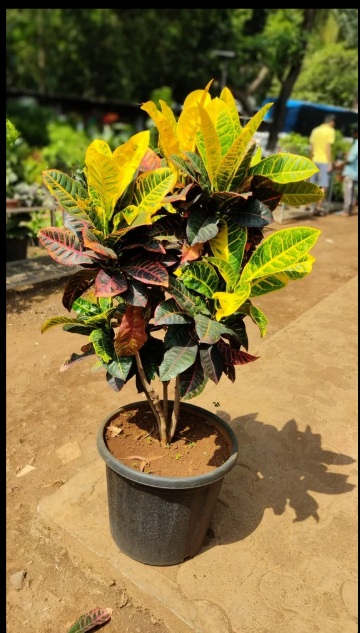 Croton